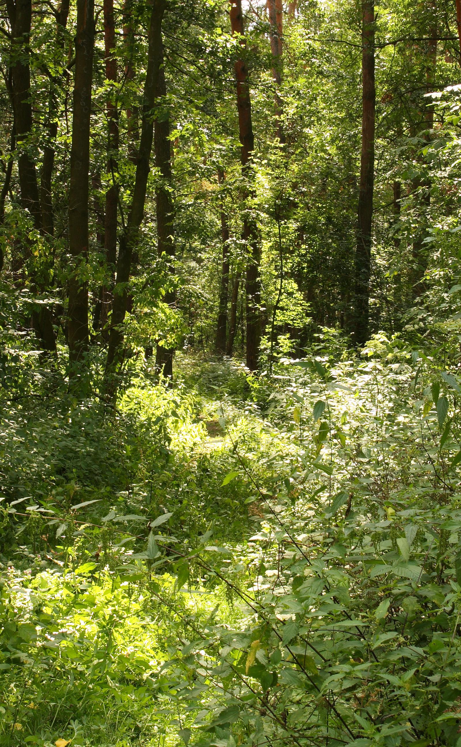 Brussels Parks: Discover 50% Green Space for Weekend Adventures